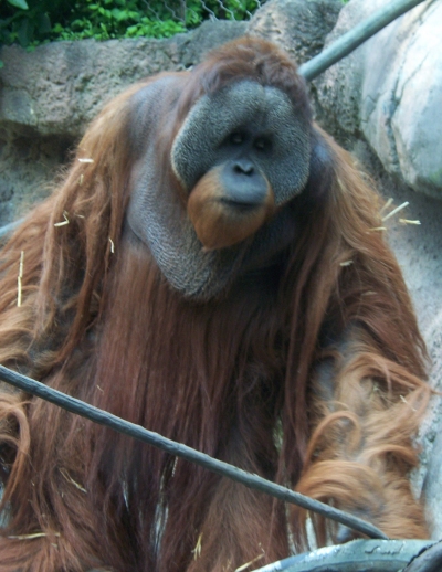 Orangután de Borneo | Ltshears (Dominio Público)