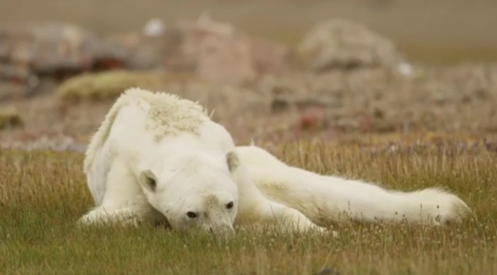 Paul Nicklen | Instagram