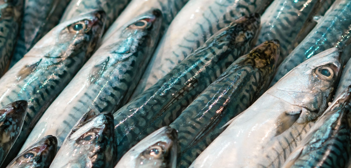 Conoce cuáles son los tres pescados que no deberías comprar en el