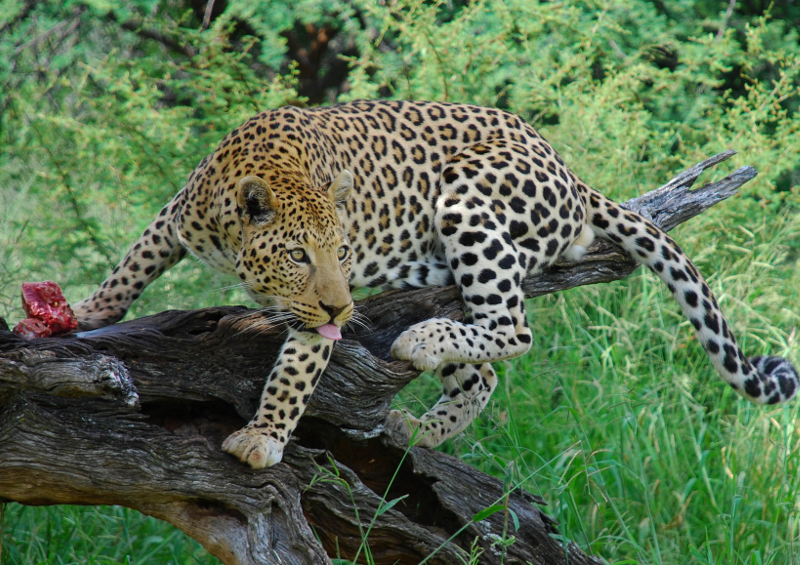 Mujer da muerte a leopardo que intentó atacarla en los campos de India