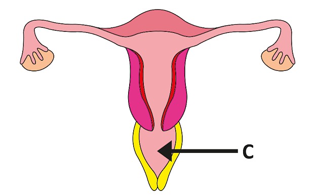La "C" indica el lugar donde está la vagina | The Eve Appeal
