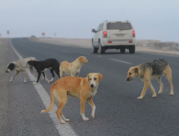 Homeless Chilean Dog| Facebook