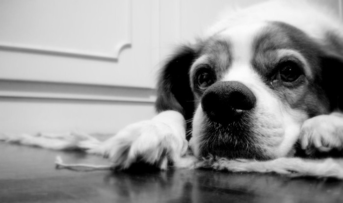 Conmoción por violación de un perrito en Cerro Navia