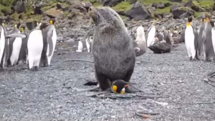 Fauna joven y alocada: Lobo de mar es grabado teniendo sexo con un pingüino