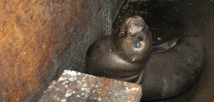 Loba marina podría perder la vista tras recibir 47 perdigones en Talcahuano