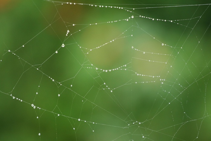 Descubren nuevo material natural más resistente: Ya no es la tela de araña