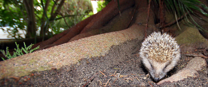 Israel: erizo ayuda a encontrar una lámpara de 1.400 años de antigüedad