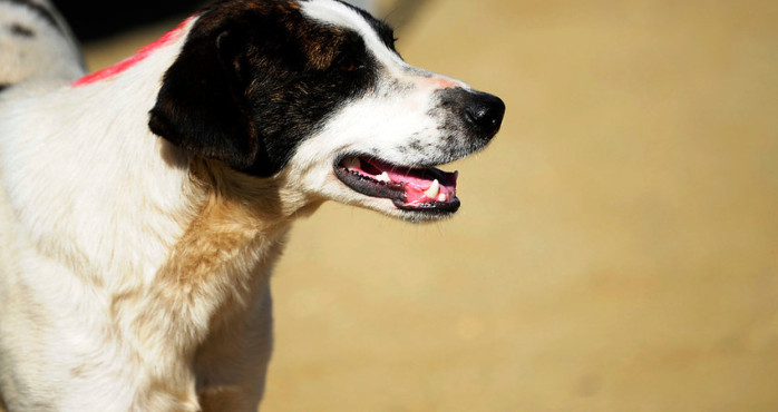 La costosa venganza de un perro contra el hombre que lo pateó en la calle en China