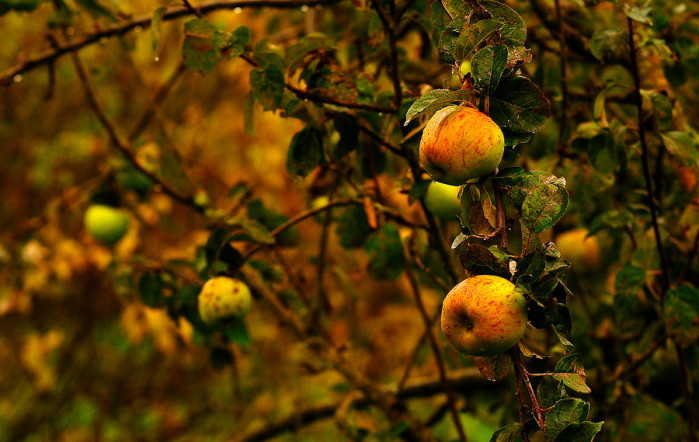 Estudio asocia consumo de frutas con pesticidas con menor calidad de esperma