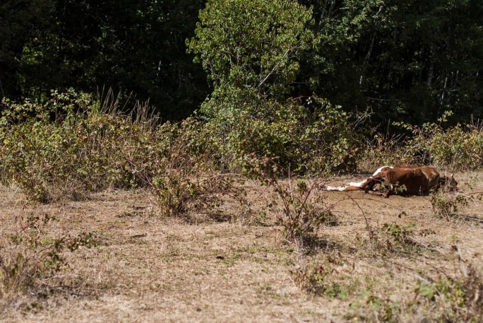 Impactantes fotos de la sequía en Cunco: Familias ven morir a sus animales