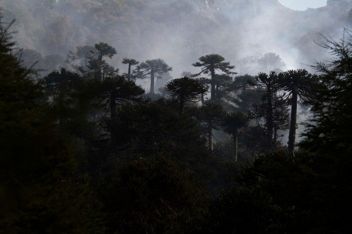 Incendio en Reserva China Muerta ha consumido más de 6.500 hectáreas