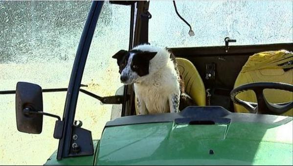 Perro produjo gran susto y congestión al conducir un tractor en autopista de Escocia