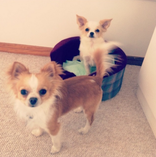 Michelle Carvalho | Instagram