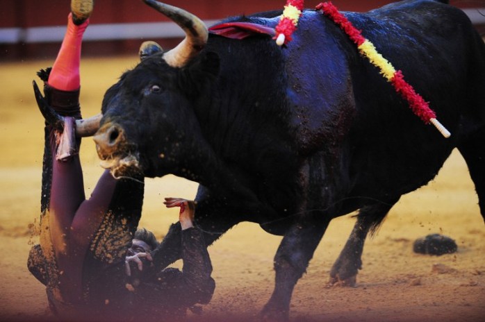 Toro escapó cuando era trasladado a una corrida en España: Hirió a 11 personas