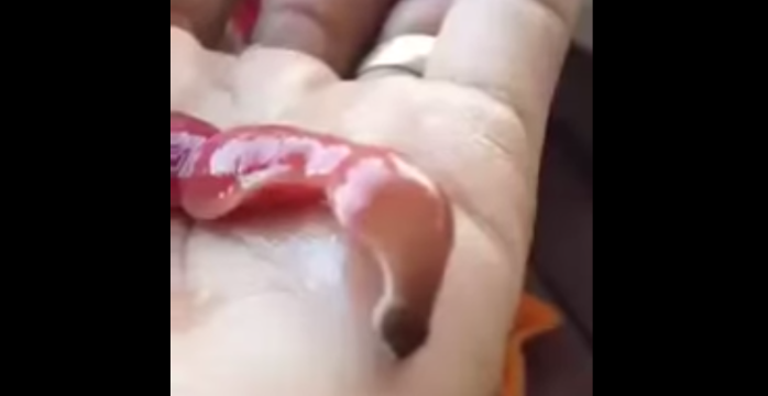 ¿Un alien? La extraña y asquerosa 