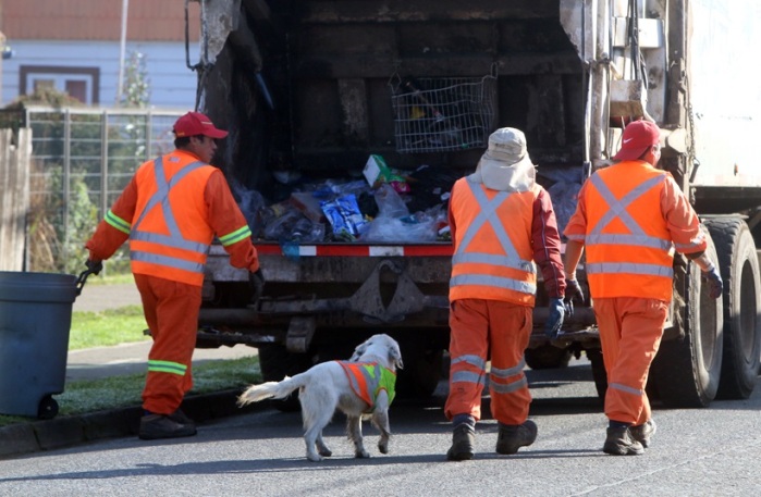 Conoce a “Copito”: El tierno perro que se convirtió en recolector de basura en Purranque