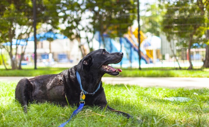 Este perrito iba a morir de cáncer: Así la pasó en su último día de vida