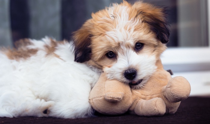 Así quedó la veterinaria viñamarina que recibió una paliza por impedir venta de cachorros