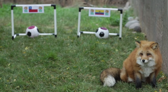 El zorro “Zincha” pronosticó el debut de Chile: Esta fue su preferencia