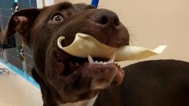 Indignación por hombre que torturó y abandonó a su perrita