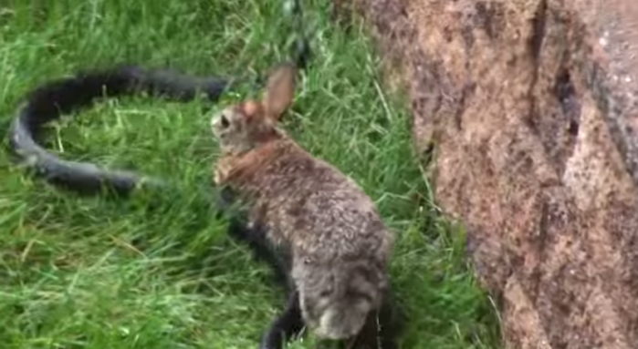 Mamá coneja defiende con mordiscos y patadas a sus crías de vivaz serpiente