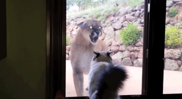 Puma le da el susto de su vida a dueño de casa: Esto hizo su gato