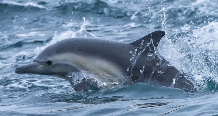 Las sangrientas fotos que dejó el “ataque” de delfín a una pareja de aniversario