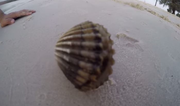 Animal que salió del interior de una almeja dejó impactados a unos playeros