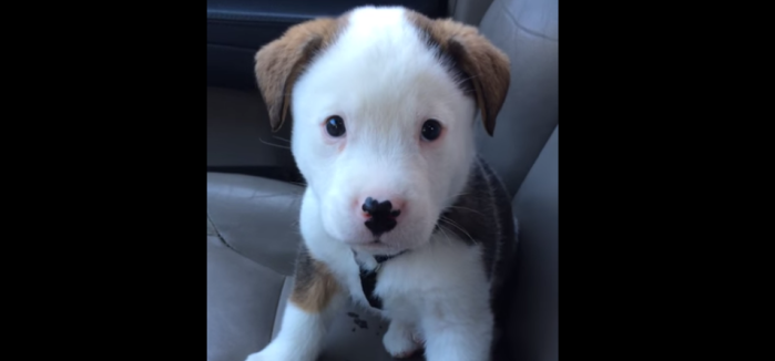 Adorable: Tierno cachorro se desespera al tener su primer ataque de hipo