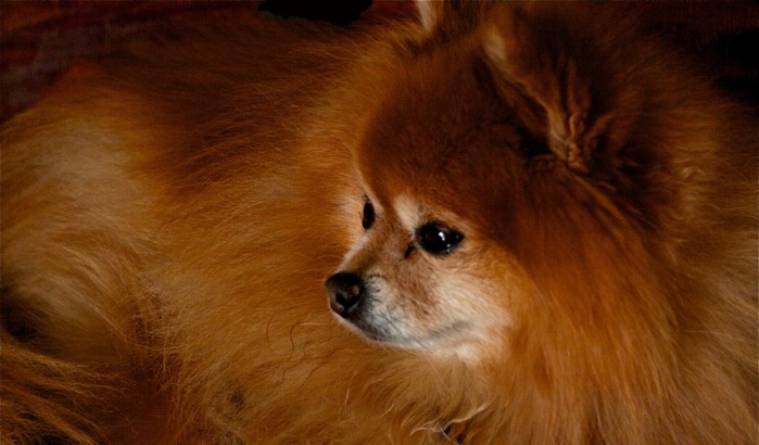 La cruel nota que una mujer 'gringa' halló junto a su perro muerto a golpes