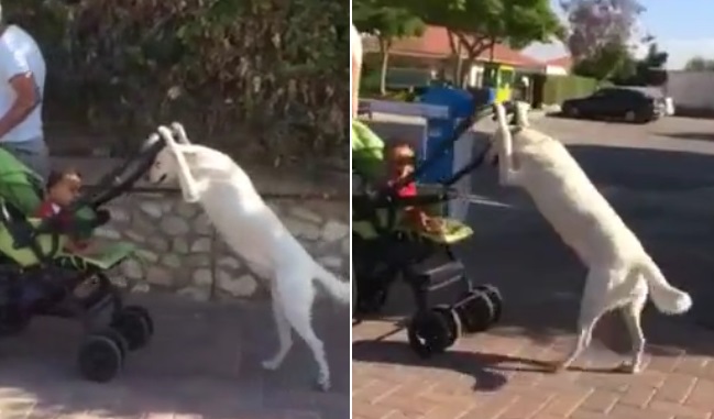 Insólito video de perro paseando a un bebé en coche se vuelve viral