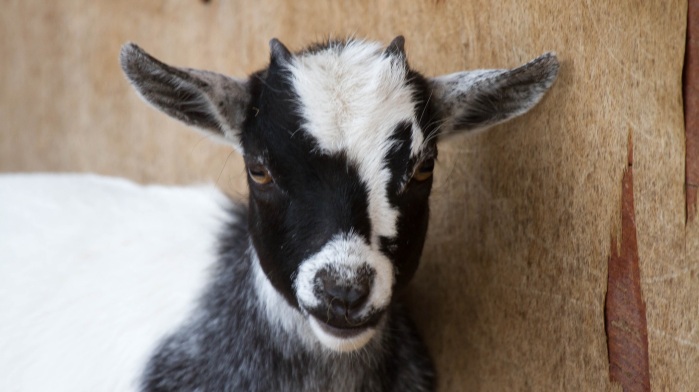 Impacto en el norte por nacimiento de cabra con 8 patas: Creen que es un presagio
