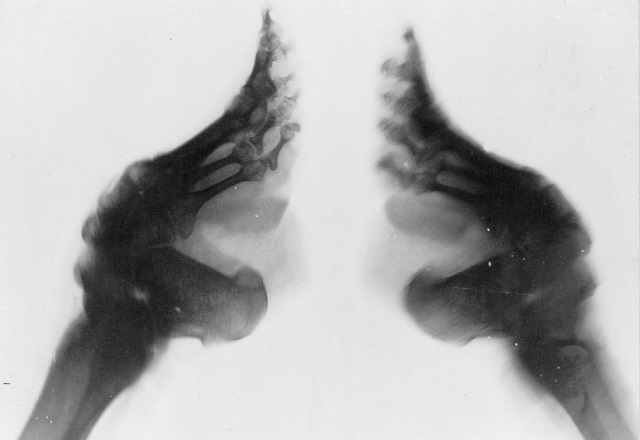 Frank and Frances Carpenter Collection | Library Of Congress