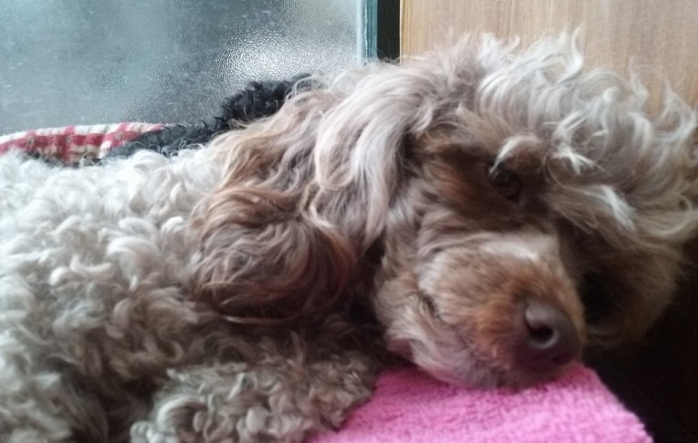 Carabinero obligó a taxista a salvar a la perrita que atropelló: Su gesto es viral