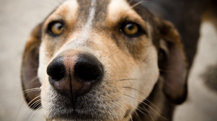¿Por qué los perros tienen la rara costumbre de oler nuestra entrepierna?