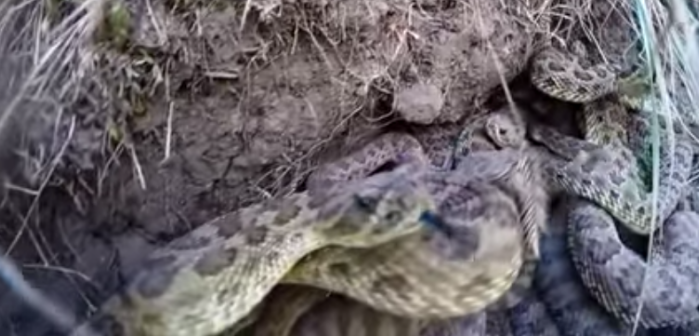 Perdió su cámara en un nido de serpientes: Lo que filmó es aterrador