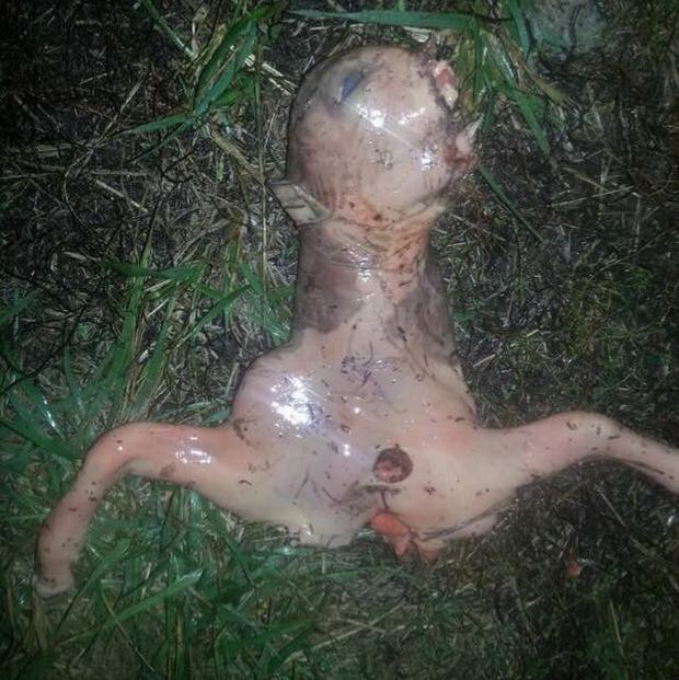 Gianna Peponis | Facebook