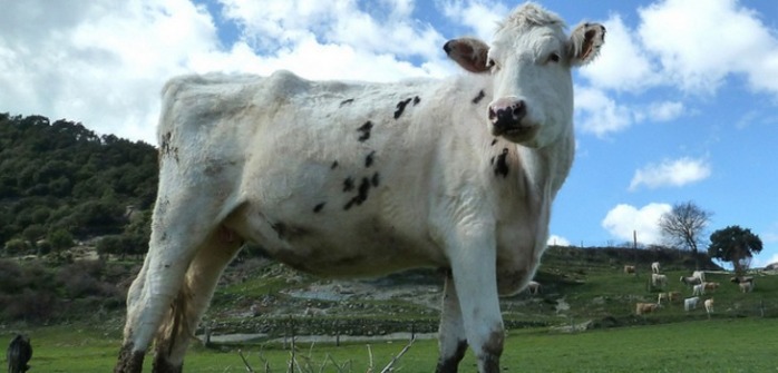 Insólito: Construyen en China una fábrica para clonar animales