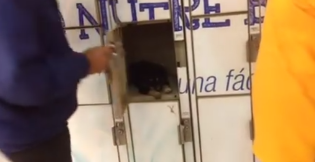 Encuentran cachorro encerrado por su dueño en locker de supermercado en Perú