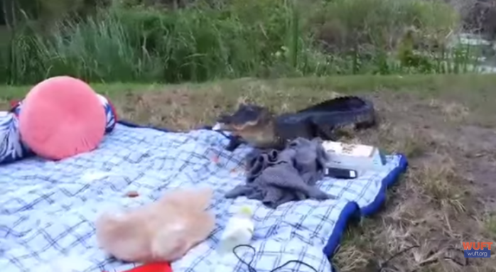 Pareja vive el susto de sus vidas mientras disfrutaban de un relajante picnic