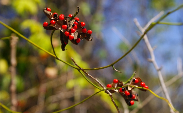 lezumbalaberenjena (cc) | Flickr