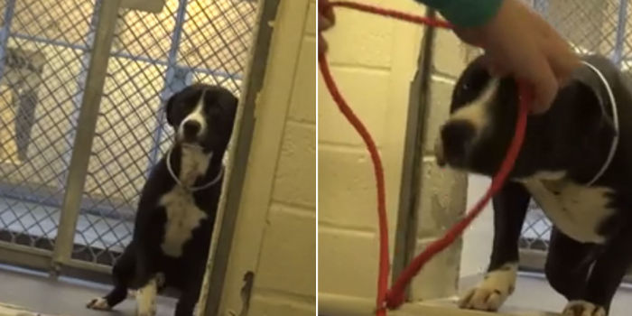 Video captó el momento en que un perro se dio cuenta de que sería adoptado