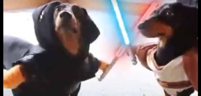 Perros protagonizan legendaria batalla con sables láser al estilo 
