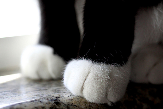 lefatima (cc) | Flickr