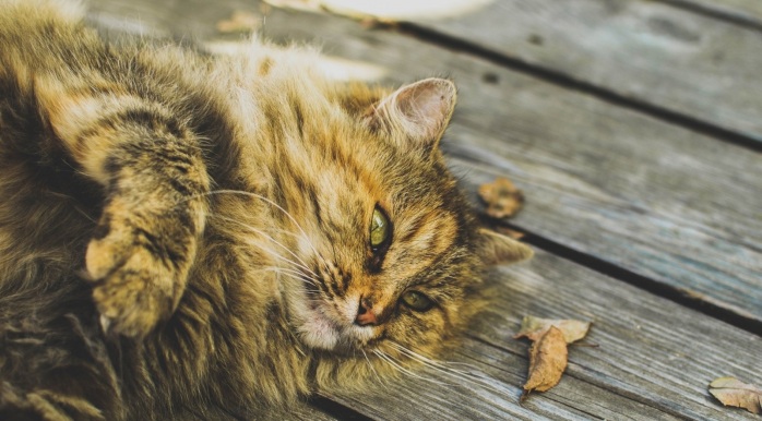 La insólita carta que una joven halló atada al cuello de su gata: Es viral