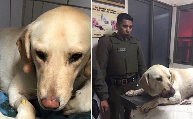 Perro atropellado y gravemente herido conmueve a Facebook: Un carabinero lo salvó