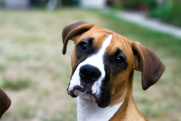 Nueva página indica el tipo perro que serías: ¿Qué razas serán nuestros famosos?