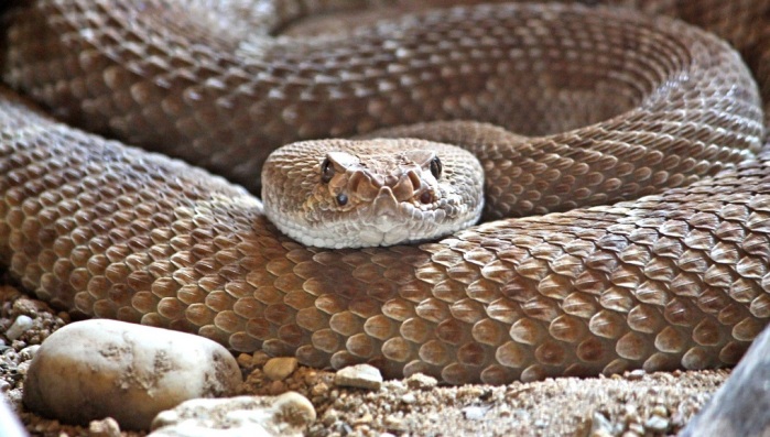 Escuchó los gritos de su hijo y corrió a verlo: Una pitón mordía su cara