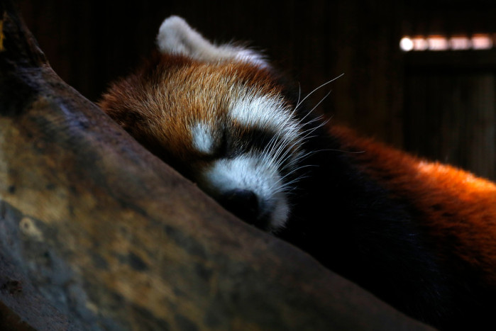 Presentan a primer panda rojo nacido en Chile y anuncian concurso para buscarle nombre