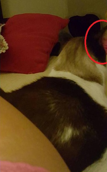 Viviana Nunes | Facebook